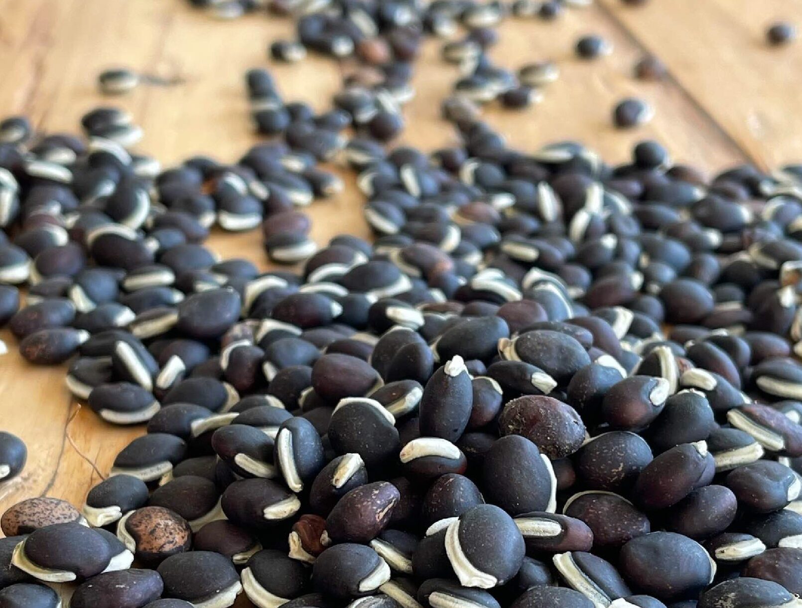 Σπόροι Αζογύρες